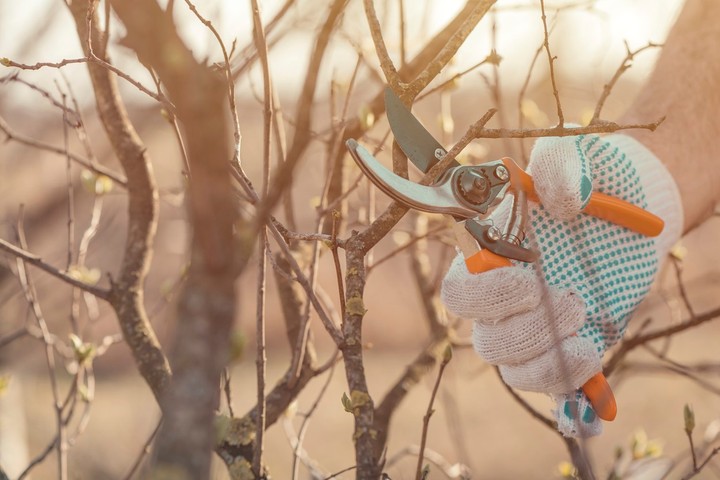 Nova zahrada - noznice